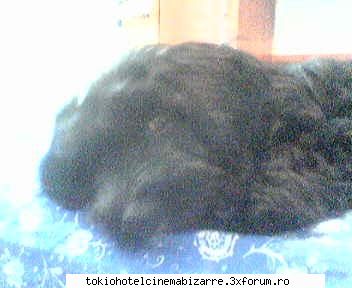 animale avetzi? catzel voi? &nbsp; Strify's girlfriend