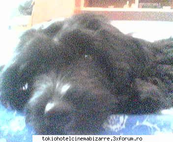 :dinti: ce animale avetzi?