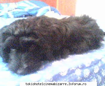animale avetzi? &nbsp; &nbsp; &nbsp; Strify's girlfriend